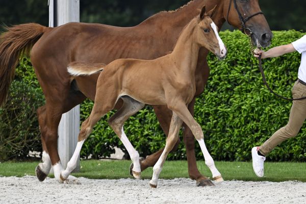 Zangersheide Online Auction - Foals Sired by Zangersheide Zangersheide Online Auction - Foals Sired by Zangersheide